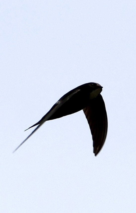 hvitgumpseiler - ML647459228