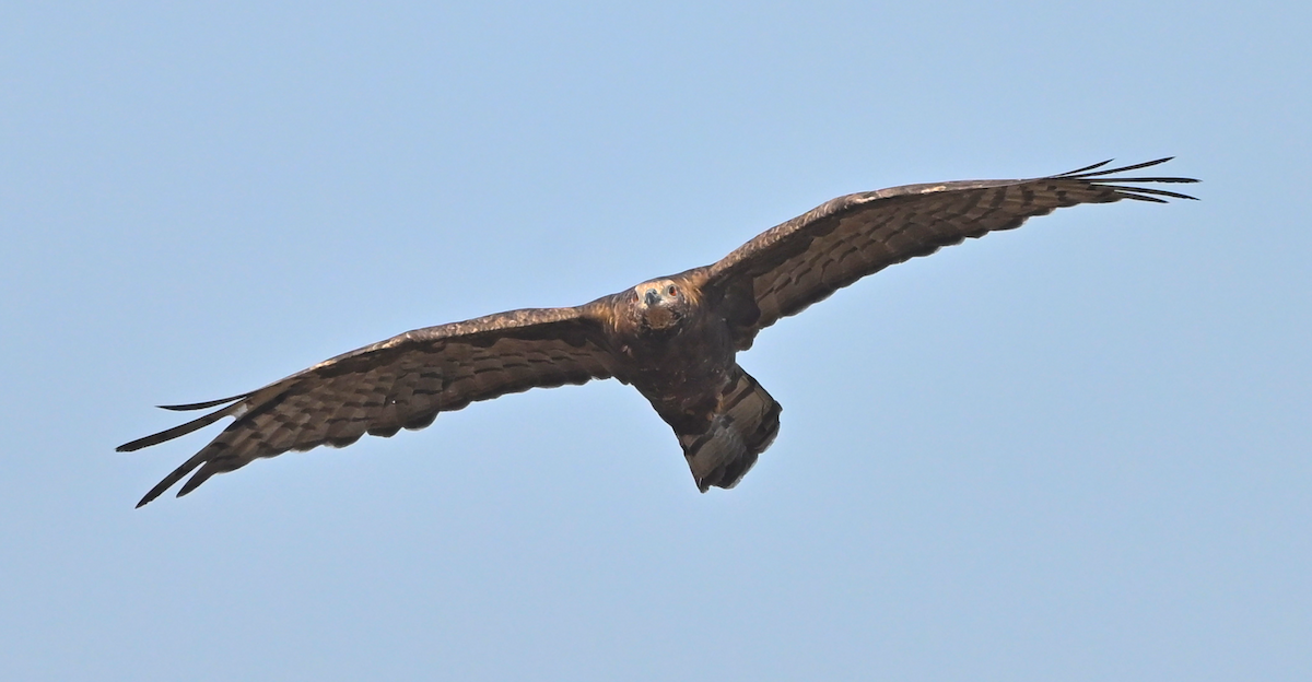 orientvepsevåk - ML647459230