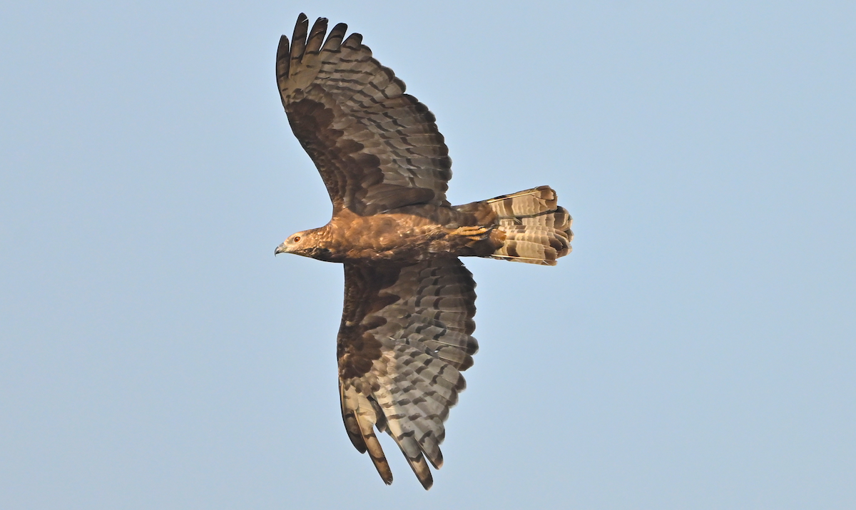 orientvepsevåk - ML647459231