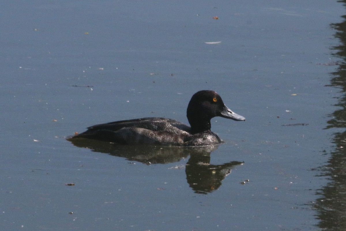 purpurhodeand - ML647459232