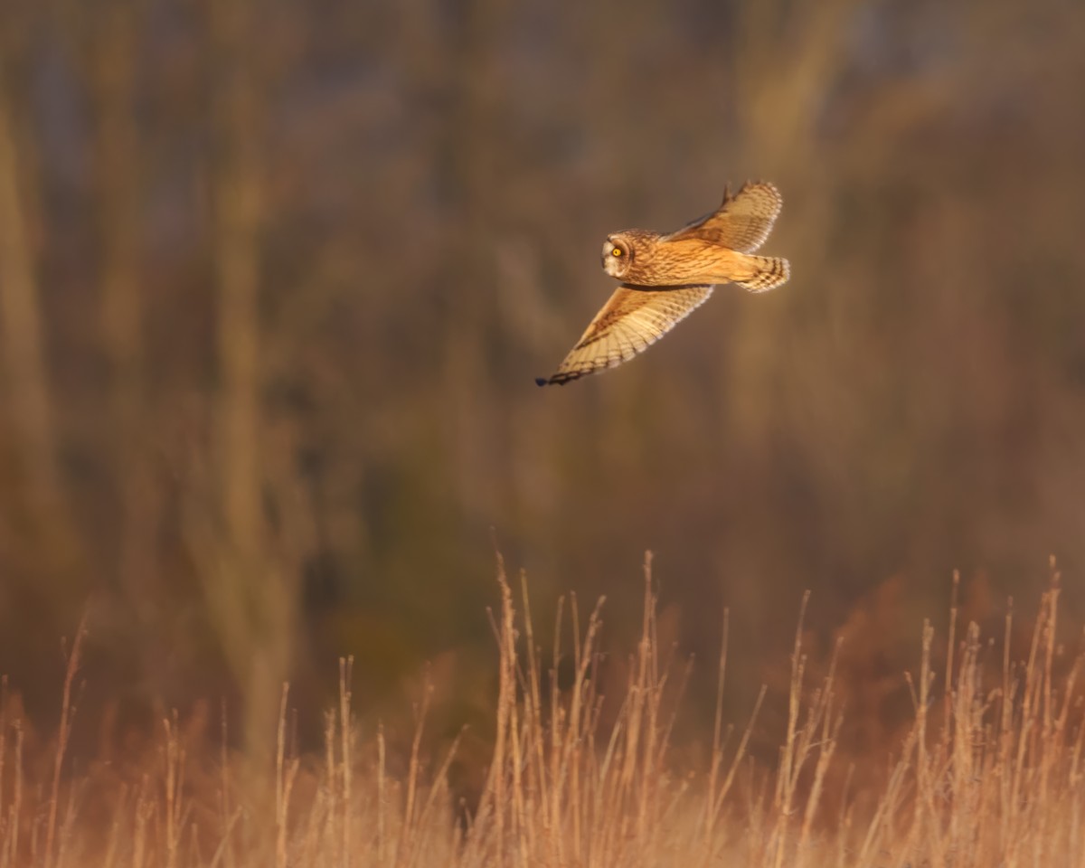 jordugle - ML647459235