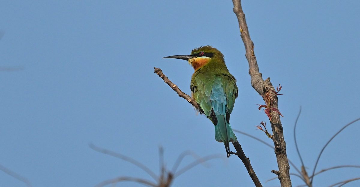 beryllbieter - ML647459236