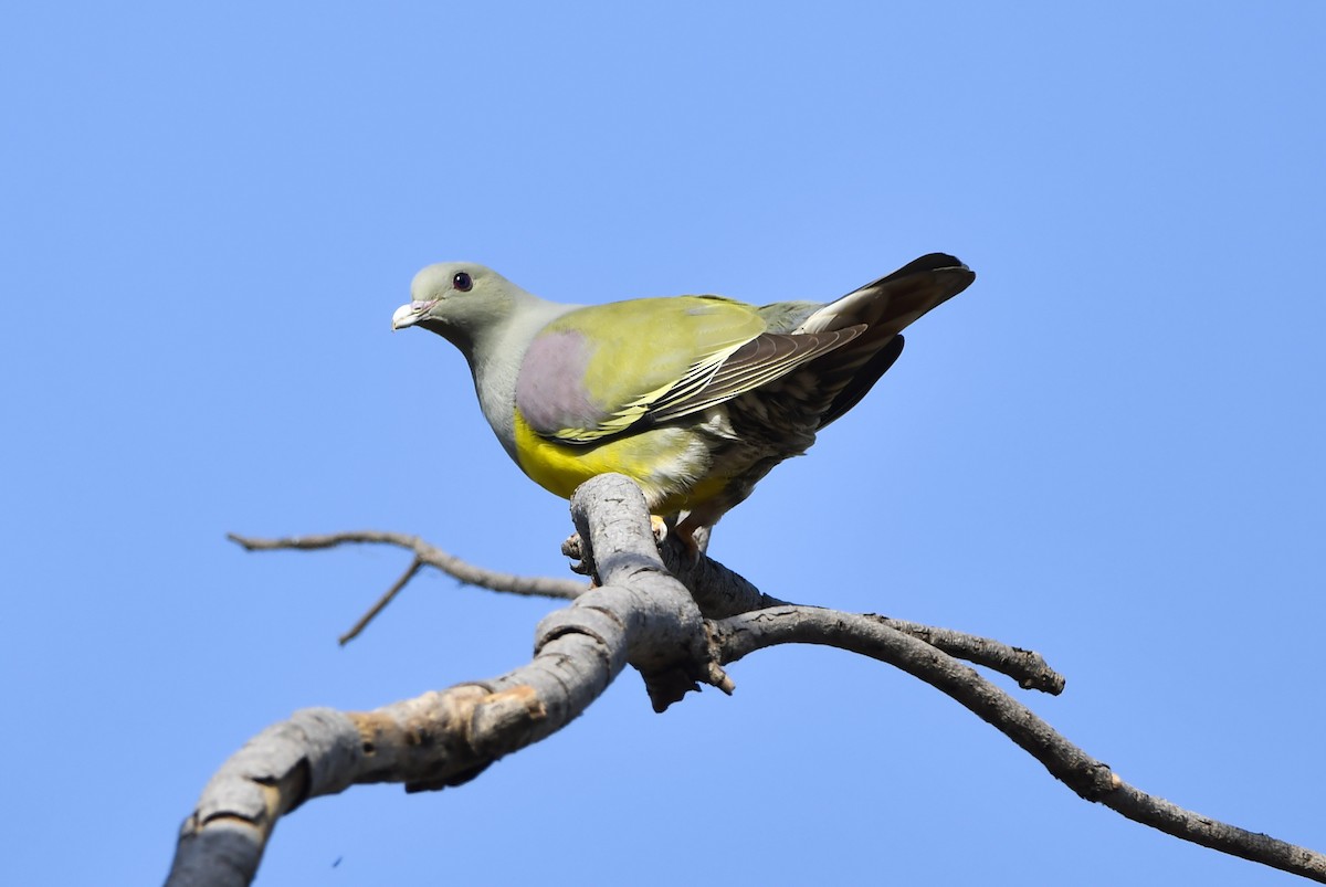 Вінаго жовточеревий - ML647459238