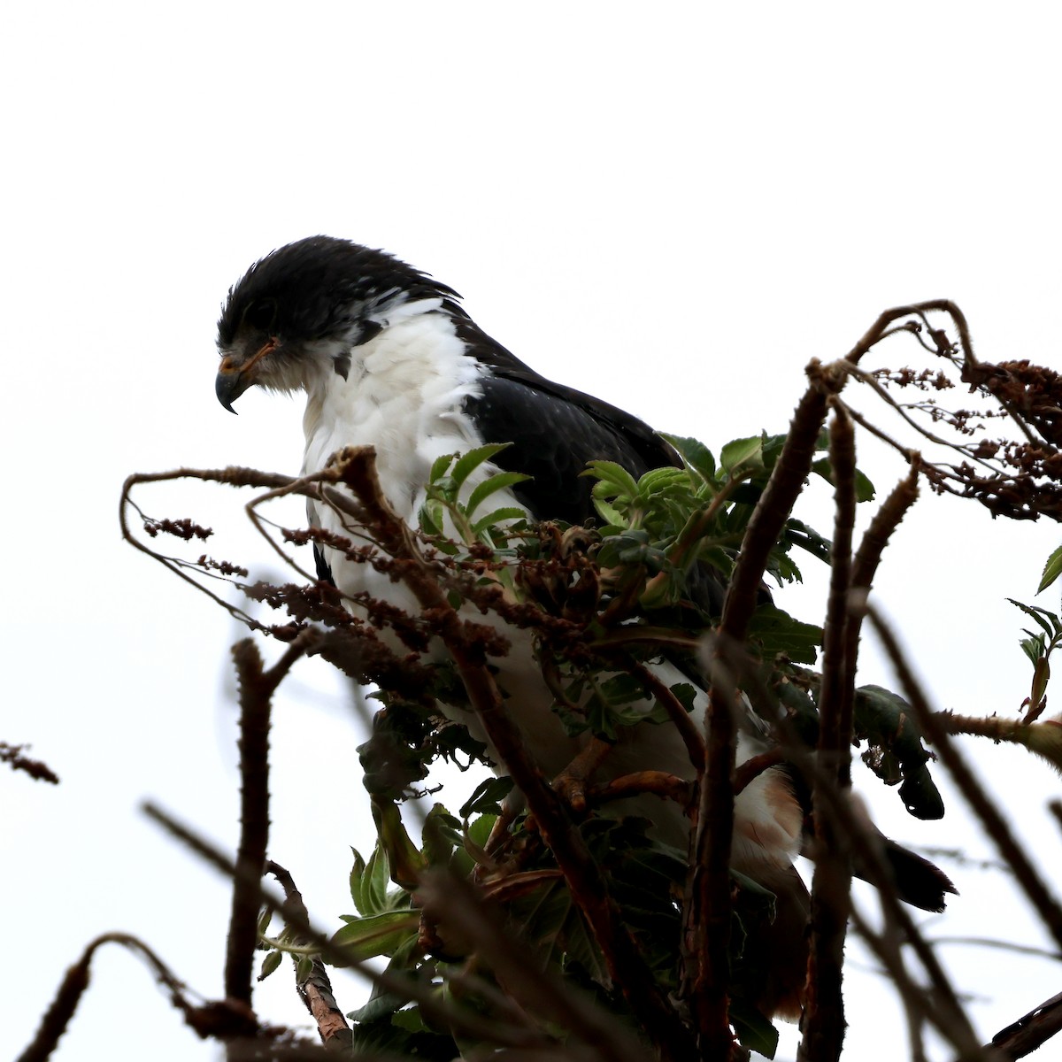 Augur Buzzard - ML647459245