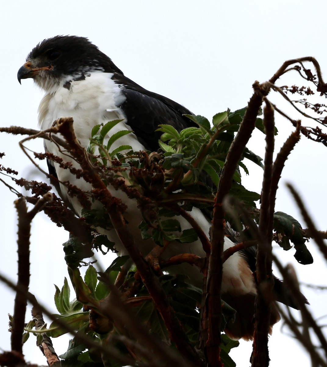 Augur Buzzard - ML647459246