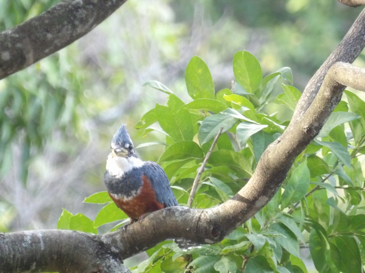 Ringed Kingfisher (Northern) - ML647459253
