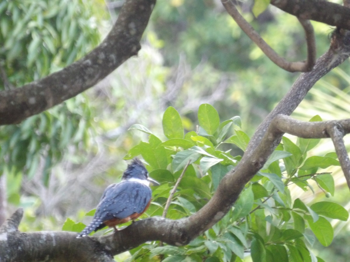 Ringed Kingfisher (Northern) - ML647459254