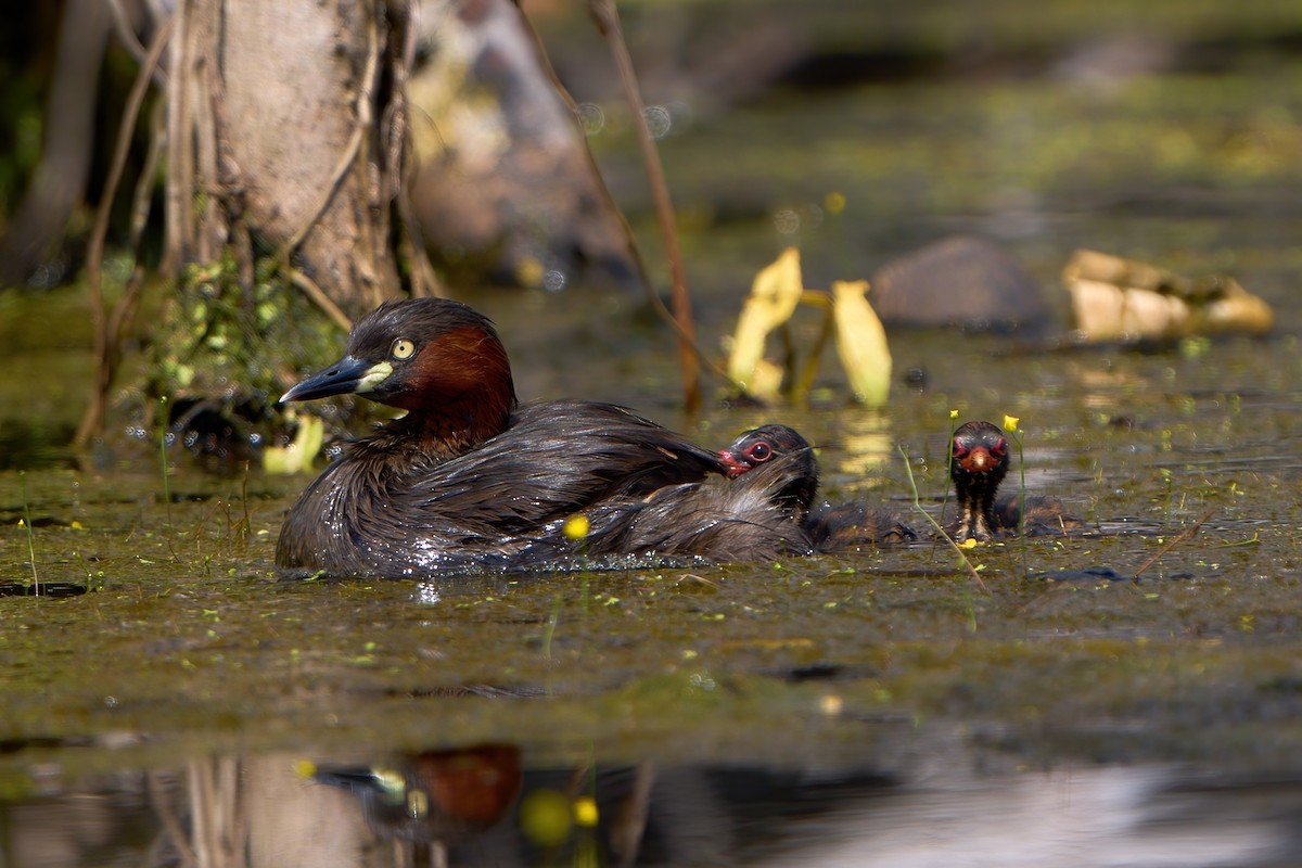 Little Grebe - ML647459288