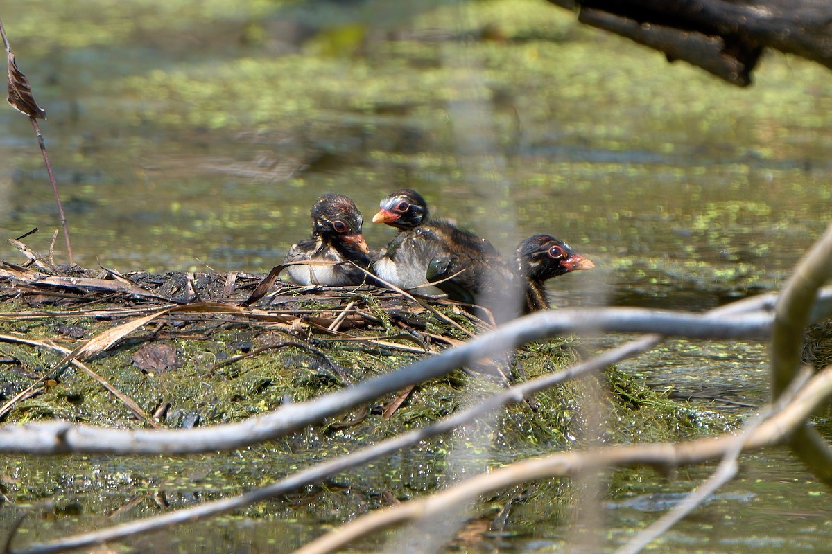 Little Grebe - ML647459289