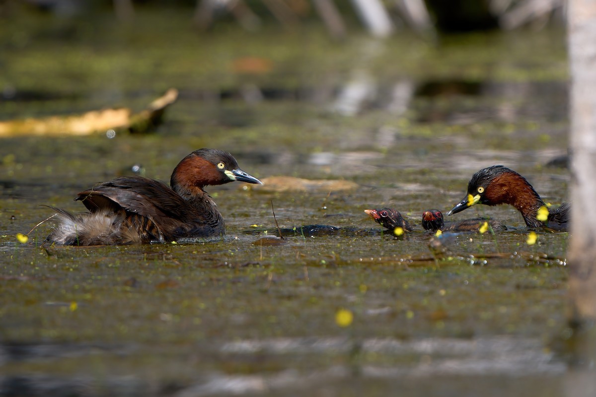 Little Grebe - ML647459290