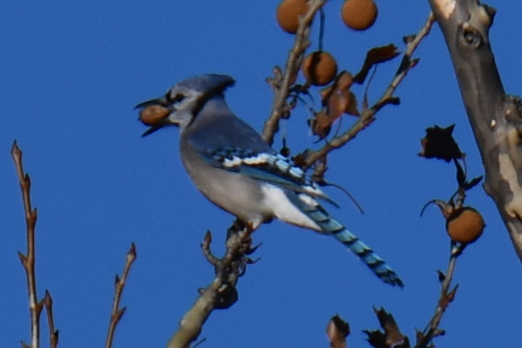 Blue Jay - ML647459314