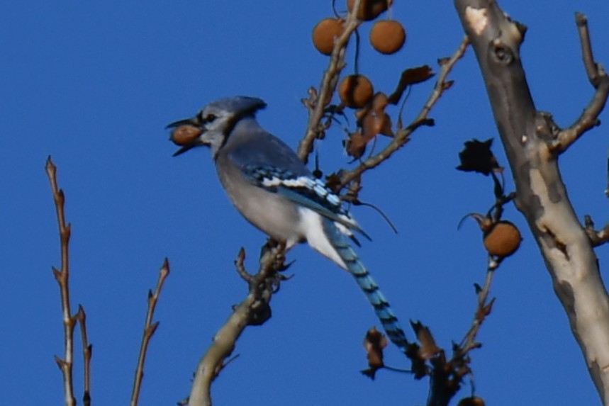 Blue Jay - ML647459315