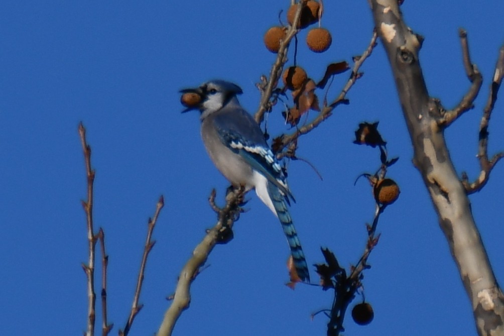 Blue Jay - ML647459316
