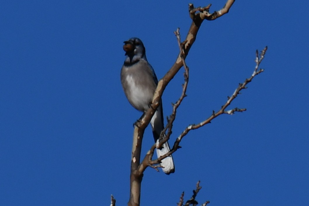 Blue Jay - ML647459317