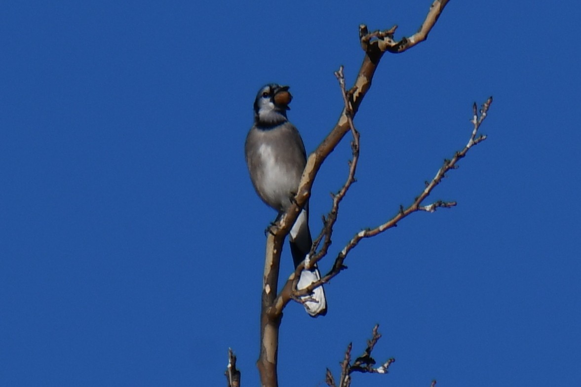 Blue Jay - ML647459318