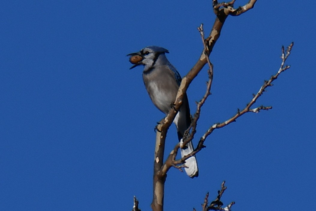 Blue Jay - ML647459319