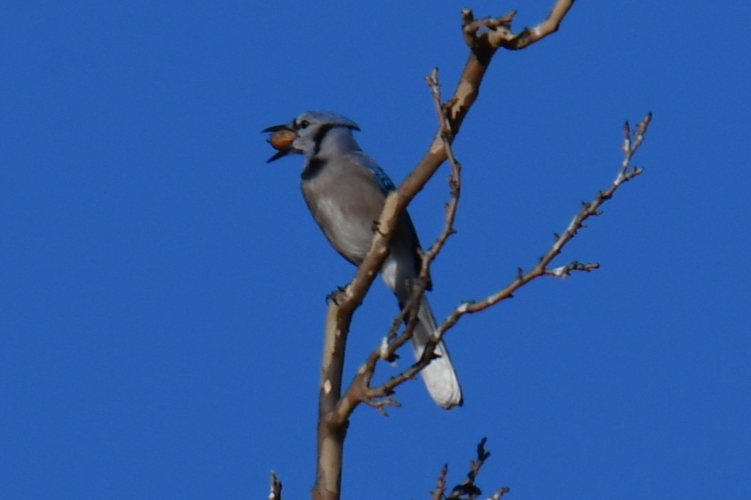Blue Jay - ML647459320