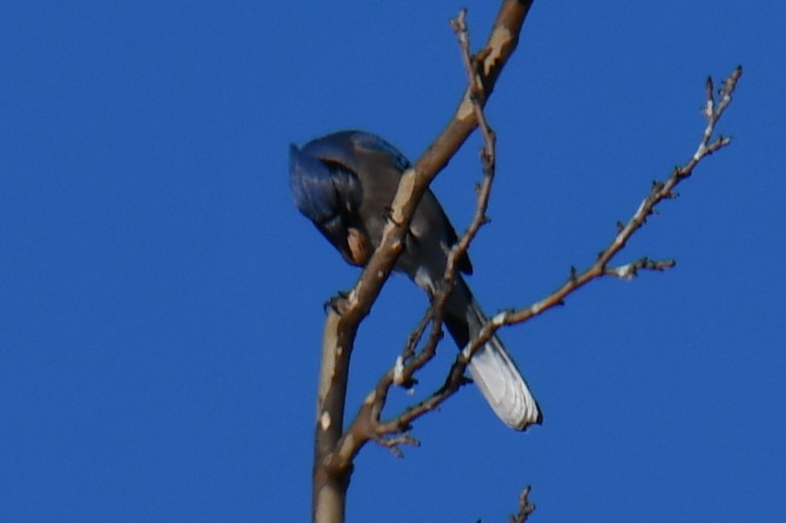 Blue Jay - ML647459321