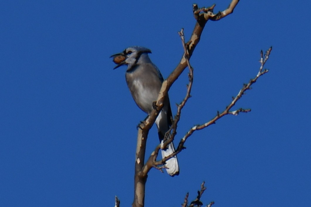 Blue Jay - ML647459322