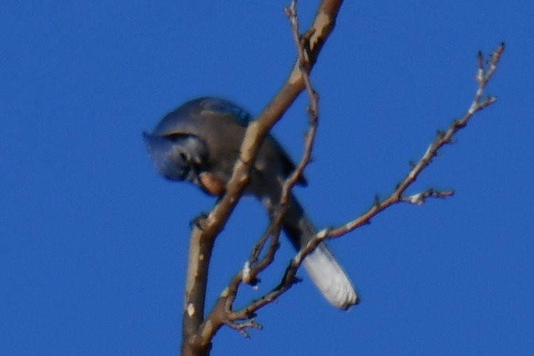 Blue Jay - ML647459323