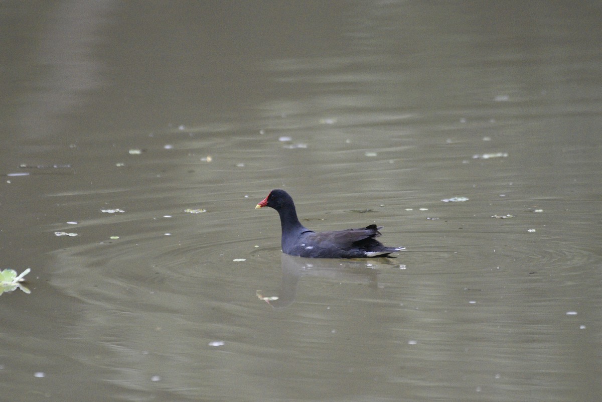 Курочка латиноамериканська - ML647459346