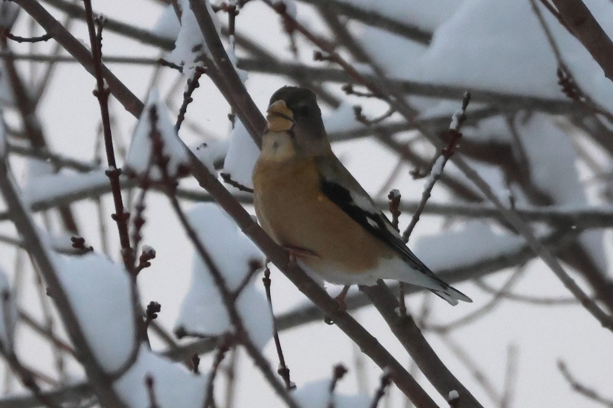 Evening Grosbeak (Eastern or type 3) - ML647459354
