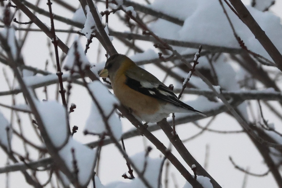 Evening Grosbeak (Eastern or type 3) - ML647459355