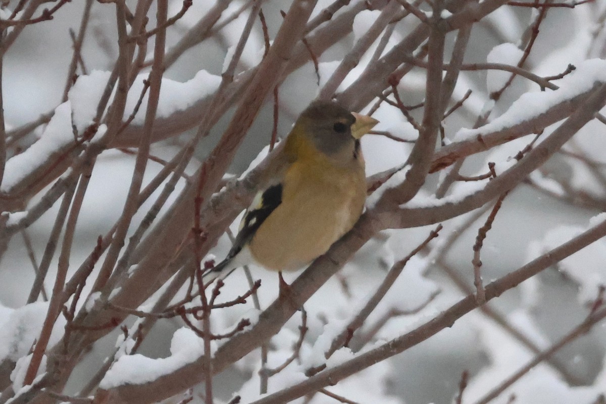 Evening Grosbeak (Eastern or type 3) - ML647459357