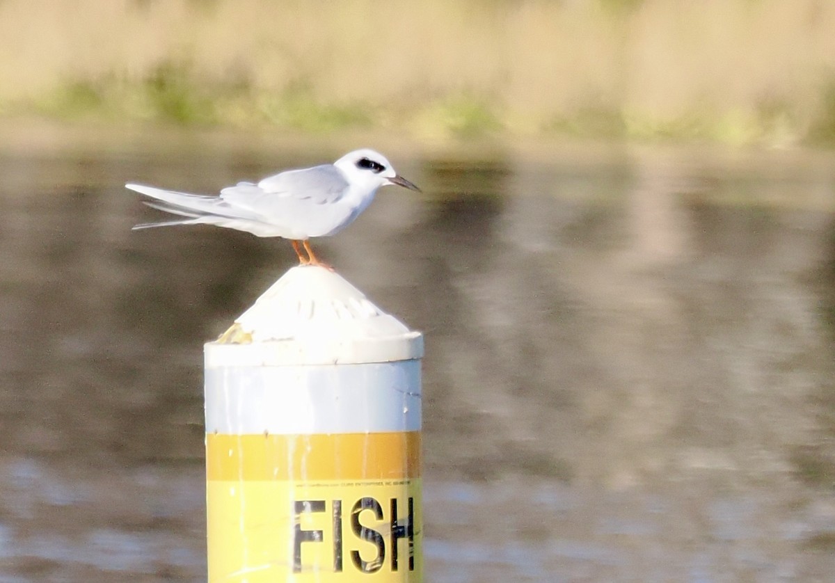 Forster's Tern - ML647459391