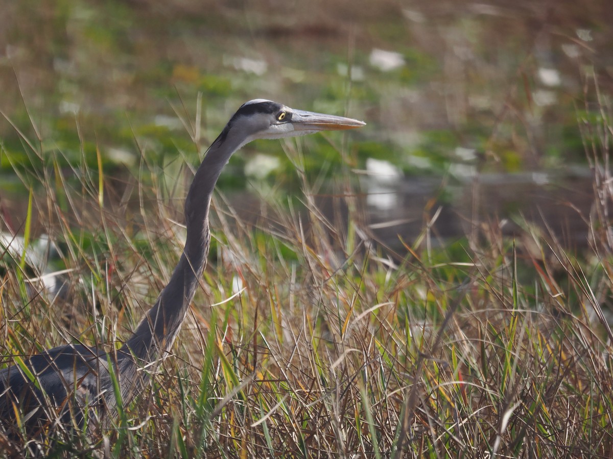 Great Blue Heron (Great Blue) - ML647459393