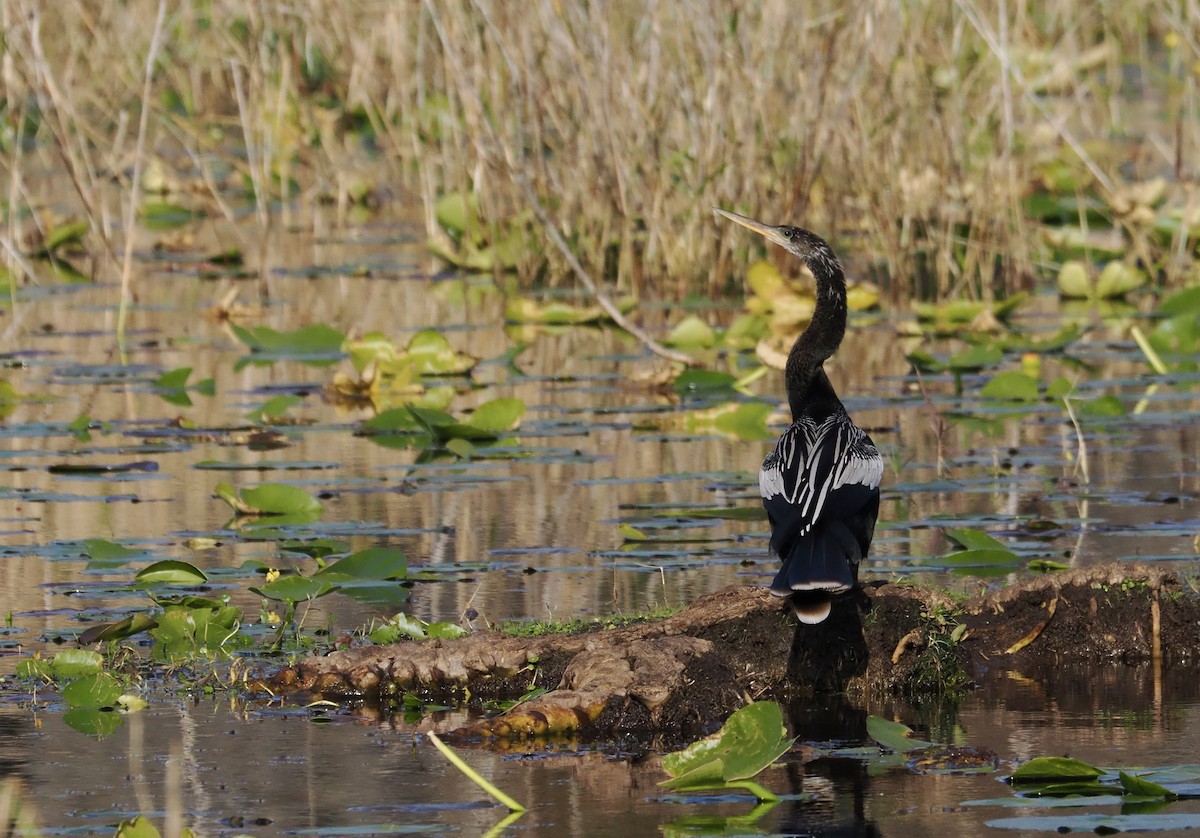 Anhinga - ML647459394