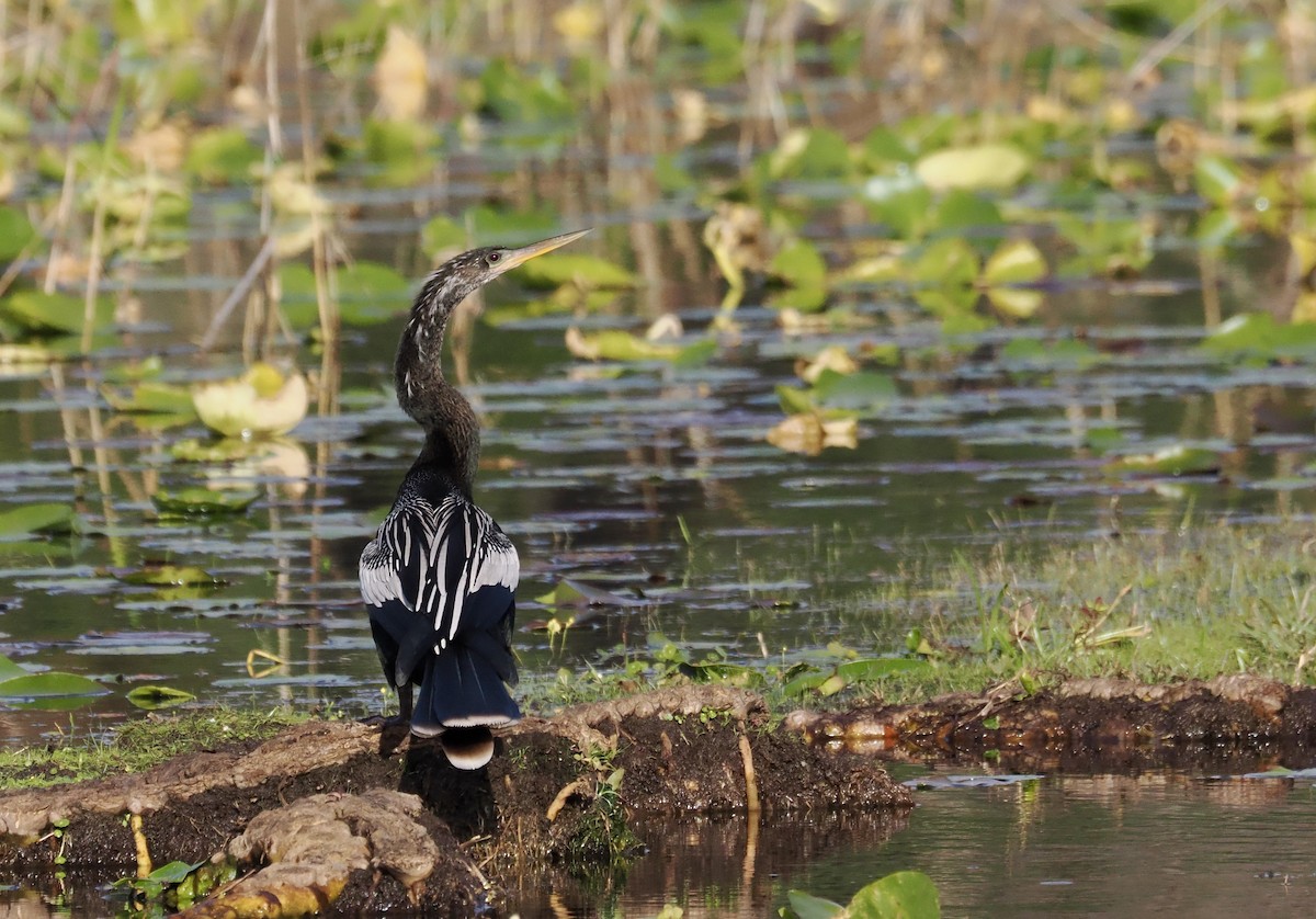 Anhinga - ML647459395