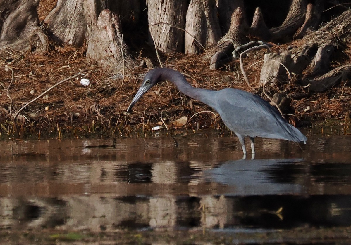 Little Blue Heron - ML647459397
