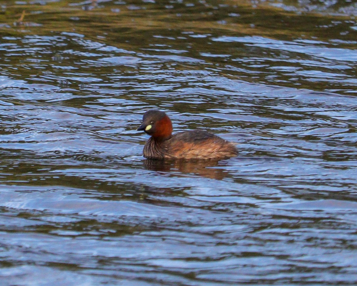 Little Grebe - ML647459418