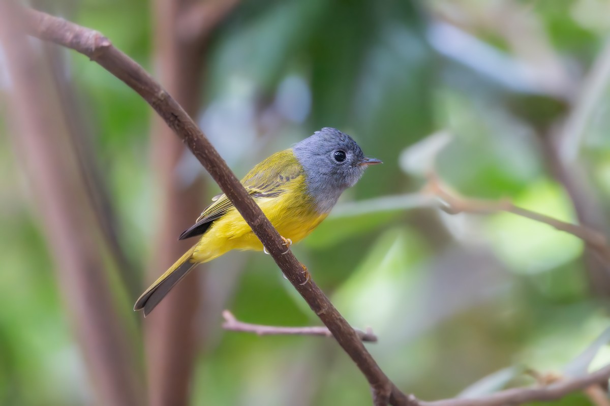 Gray-headed Canary-Flycatcher - ML647459429