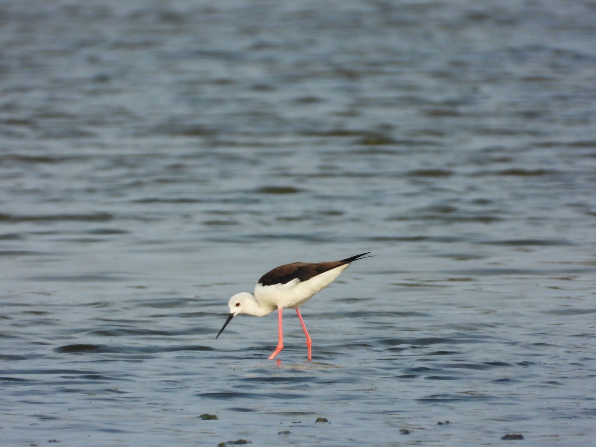 Black-winged Stilt - ML647459437