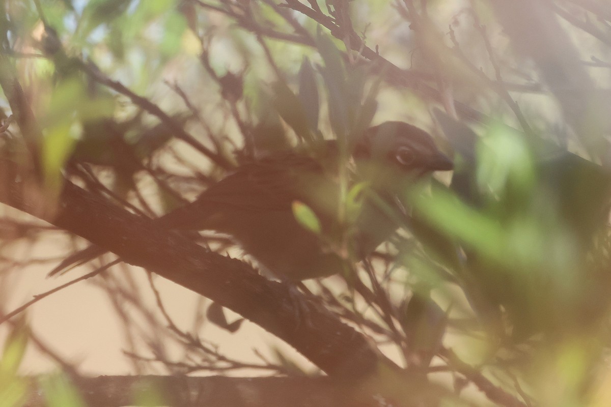 Oaxaca Sparrow - ML647459441