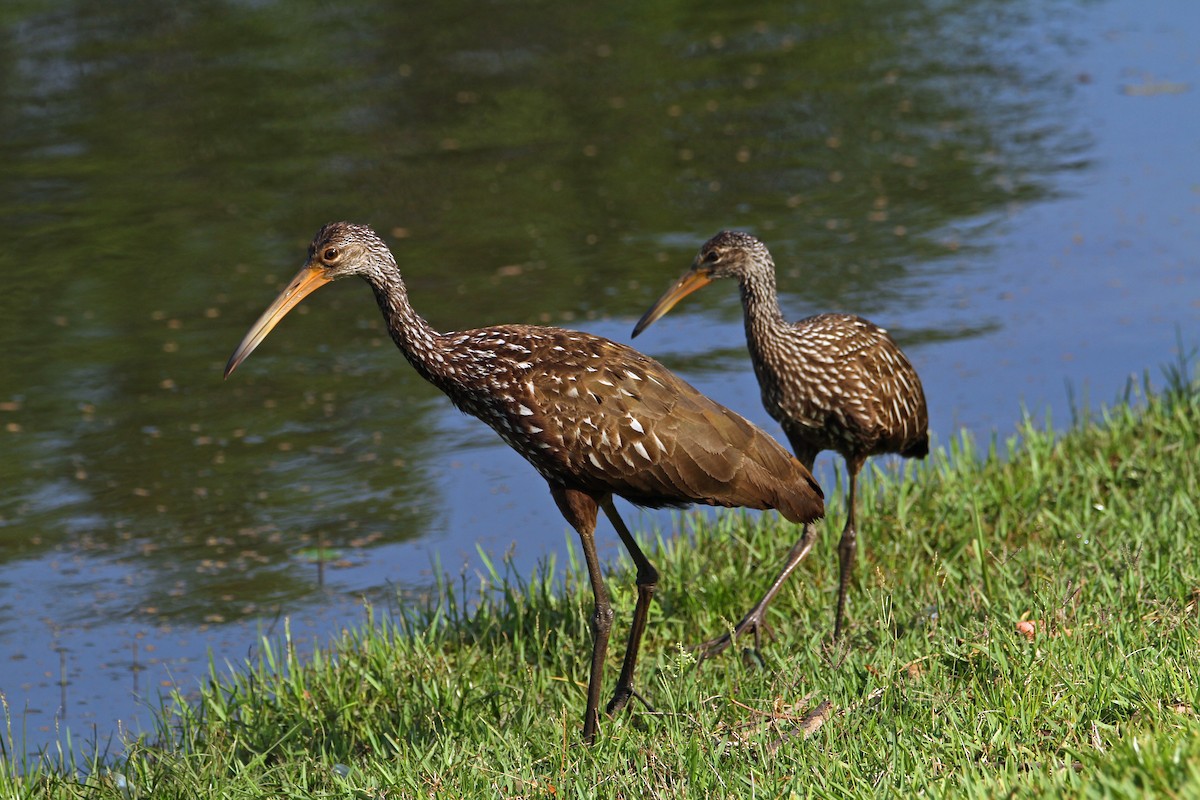 Limpkin - ML647459444