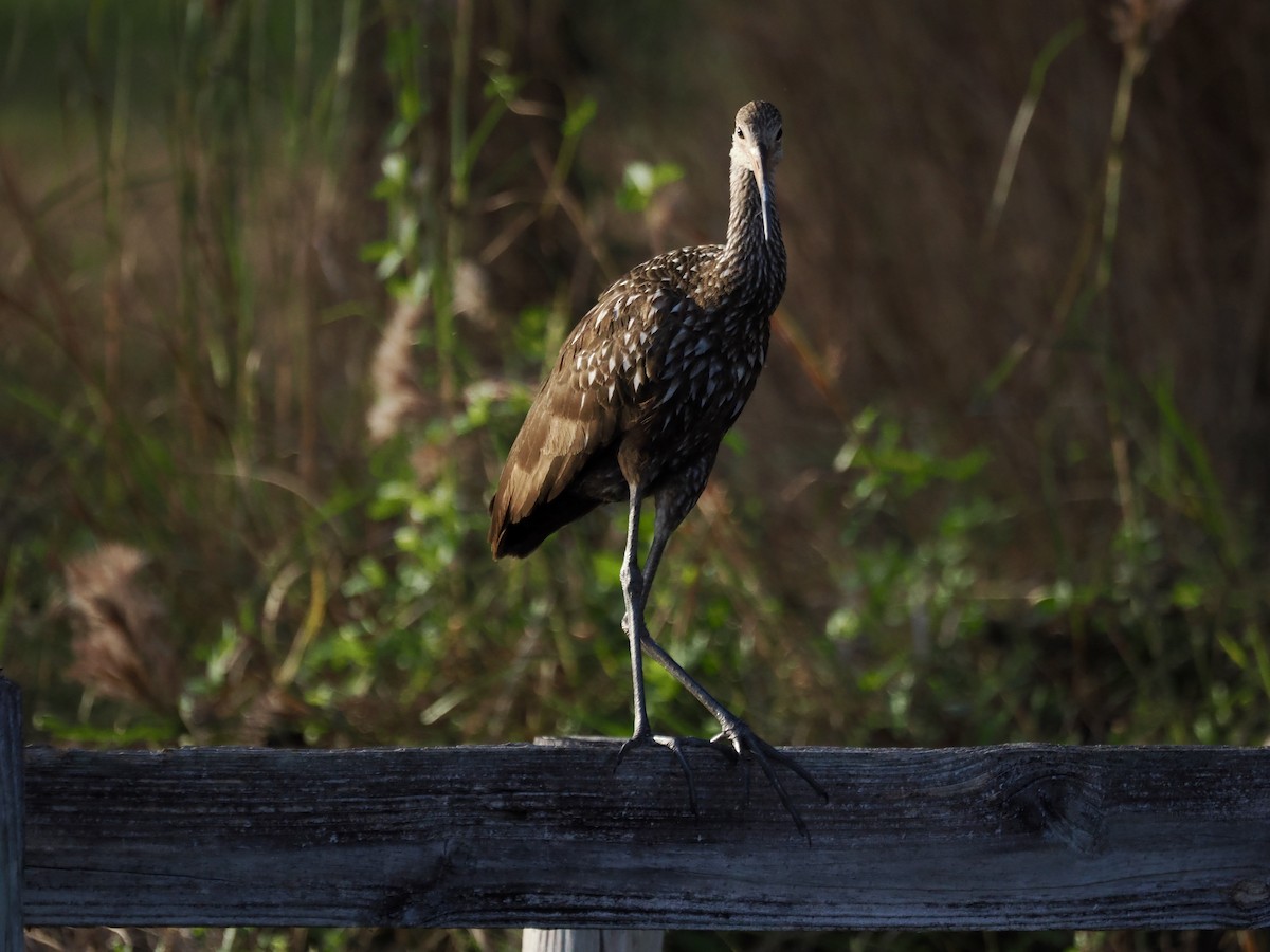 Limpkin - ML647459504