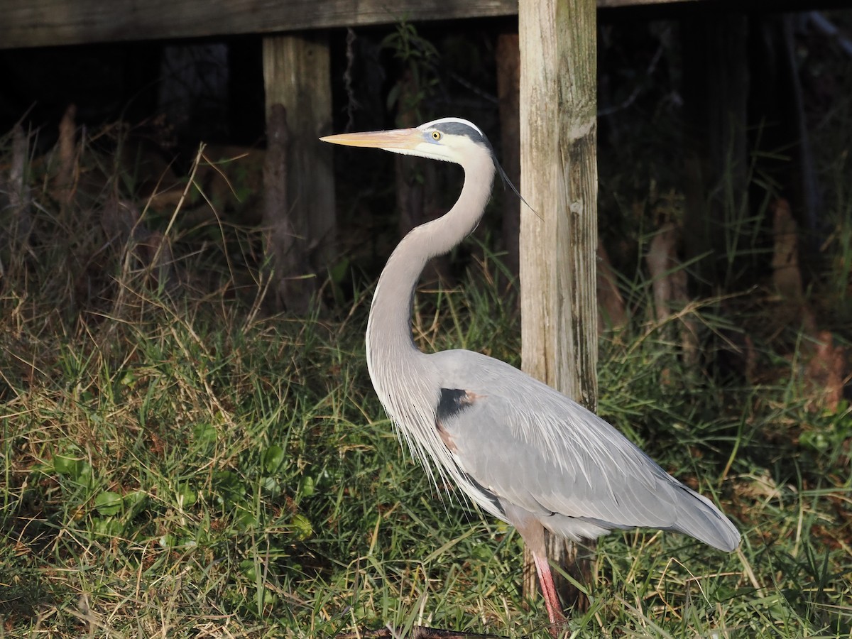 Great Blue Heron (Great Blue) - ML647459506
