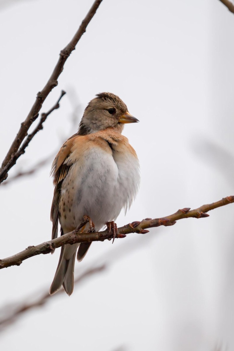 Brambling - ML647459521