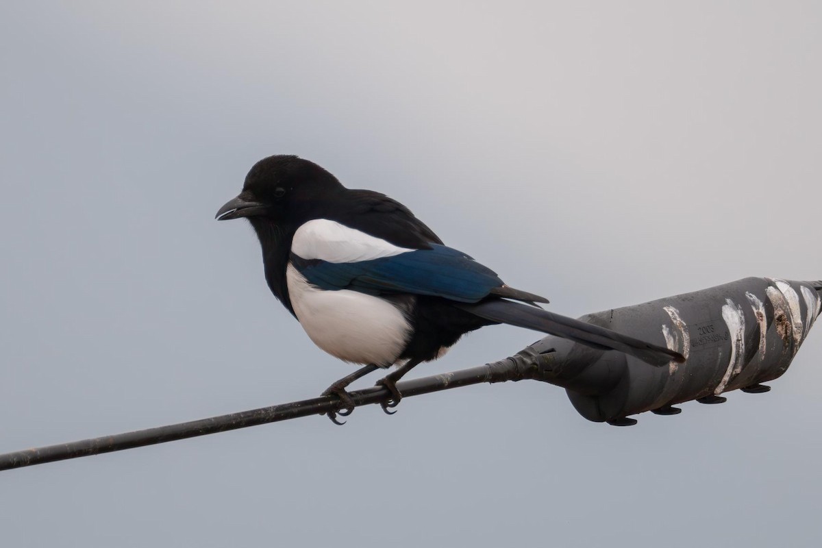 orientskjære - ML647459564