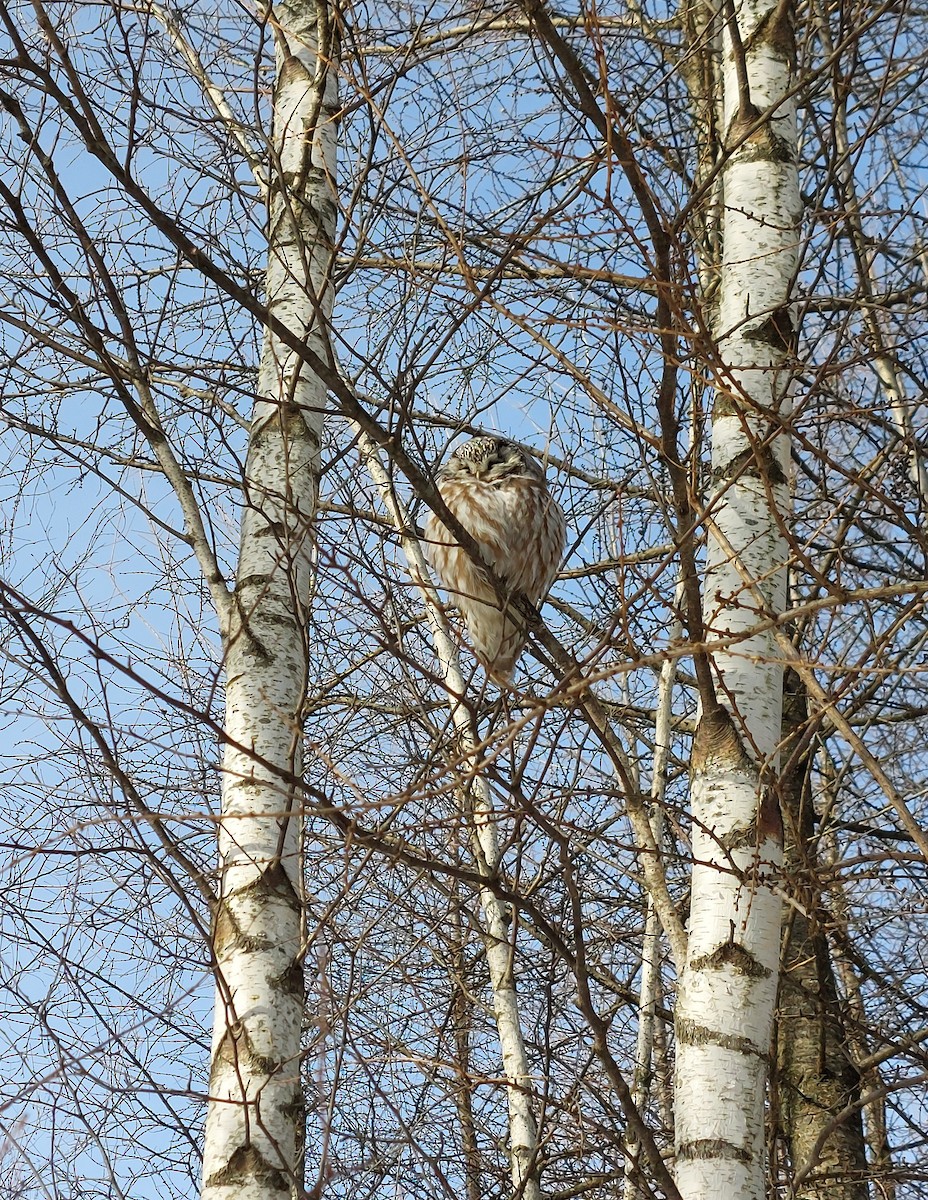 Paçalı Baykuş - ML647459586