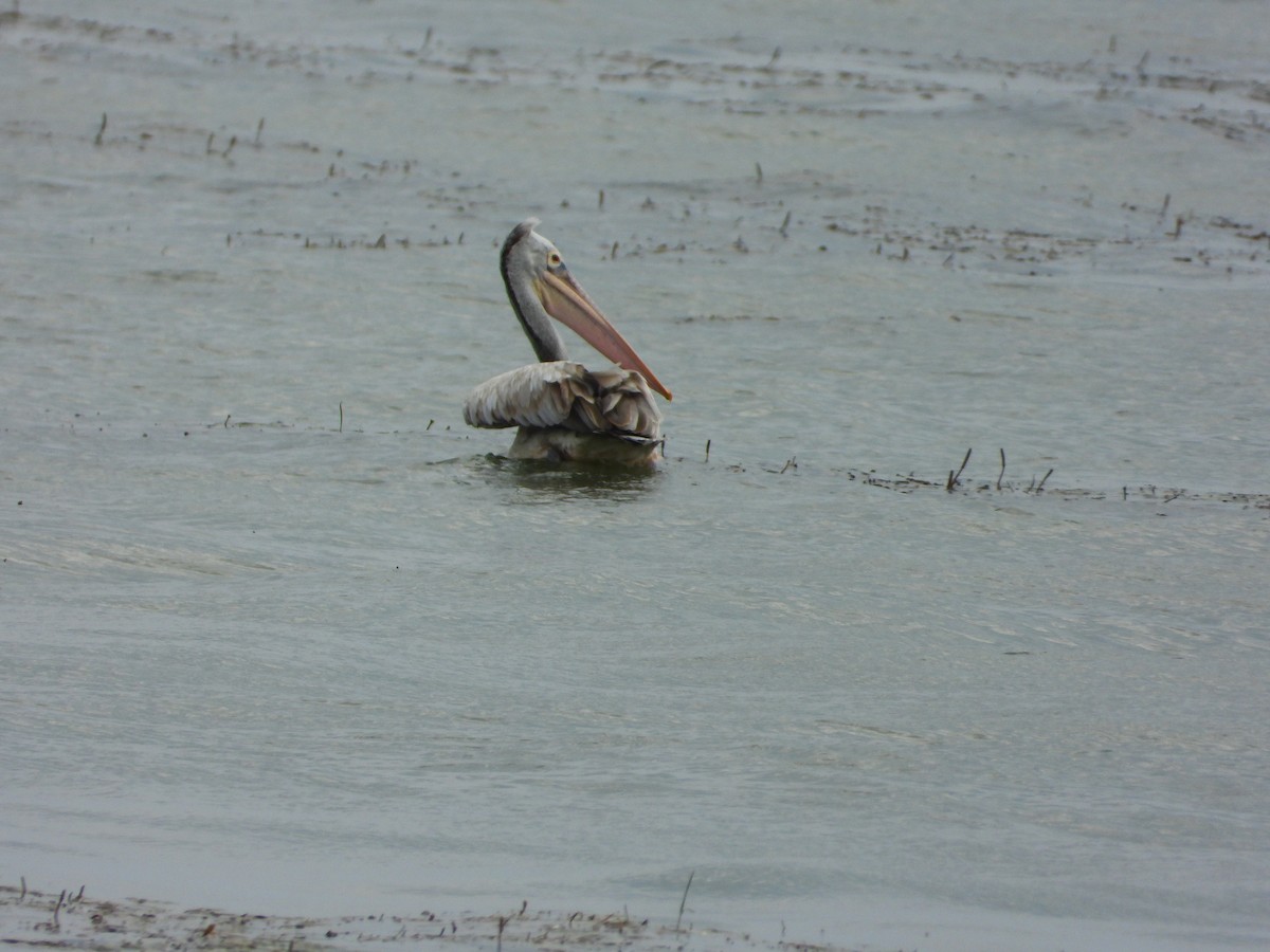 Spot-billed Pelican - ML647459608