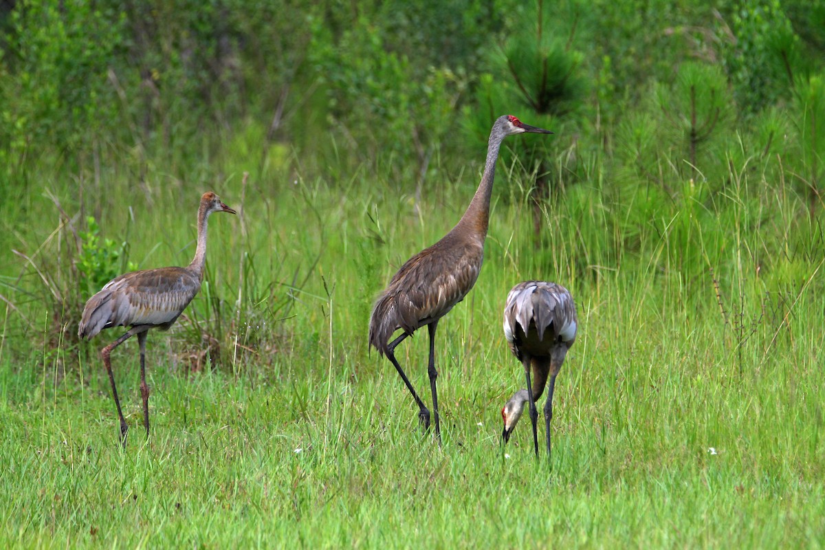 עגור קנדי - ML647459663