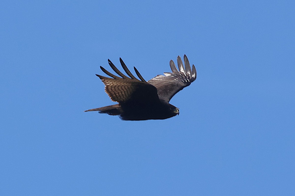 Zone-tailed Hawk - ML647459664