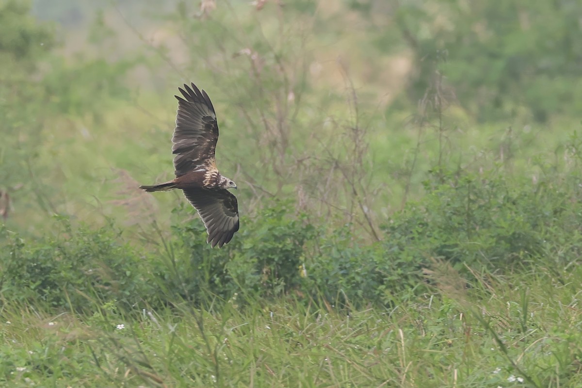 Eastern Marsh Harrier - ML647459670