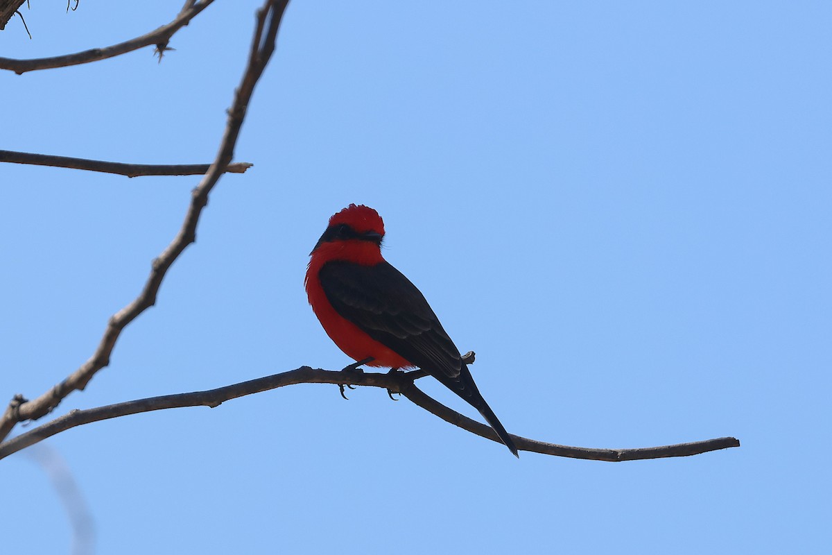 Vermilion Flycatcher (Northern) - ML647459679