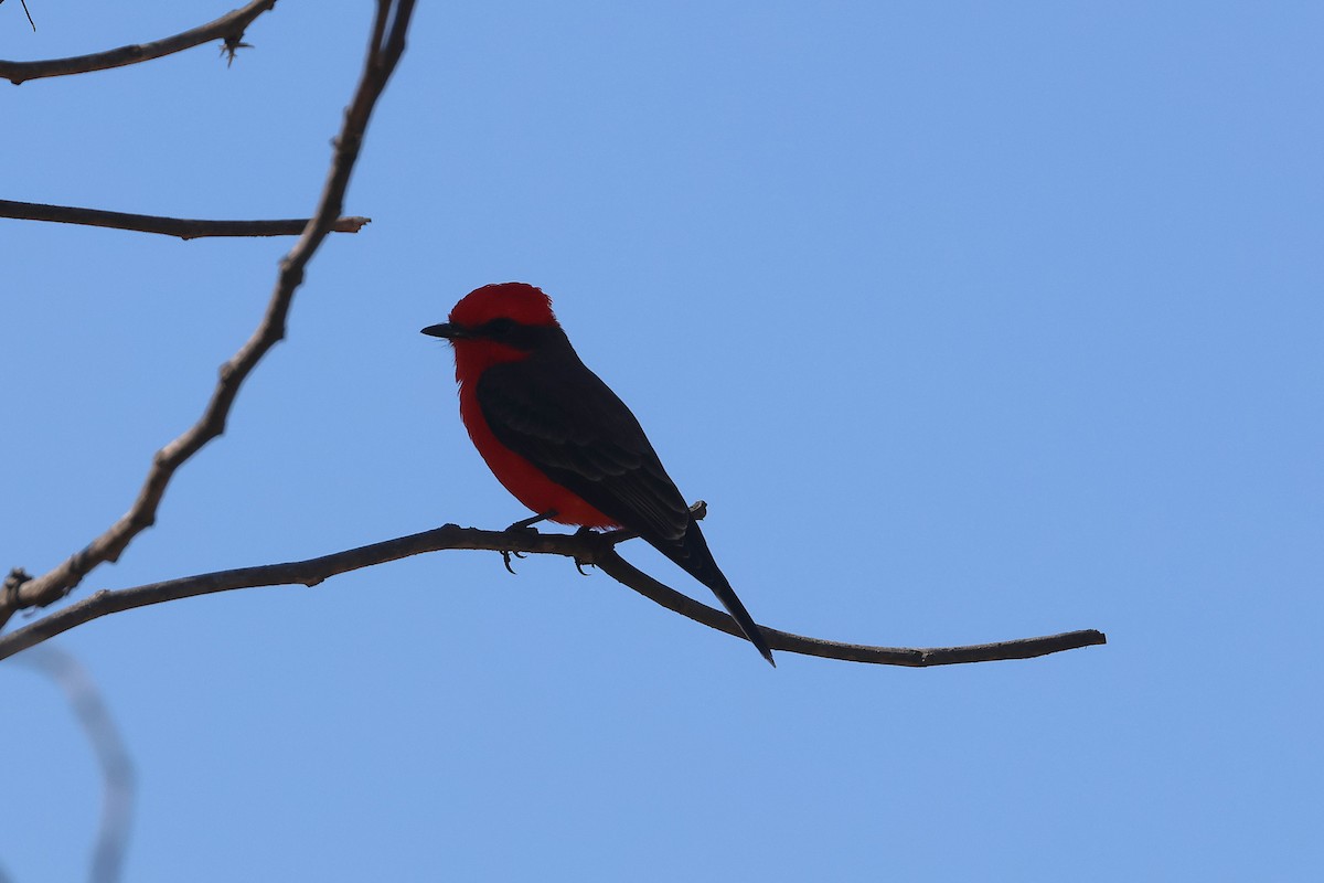 Vermilion Flycatcher (Northern) - ML647459680