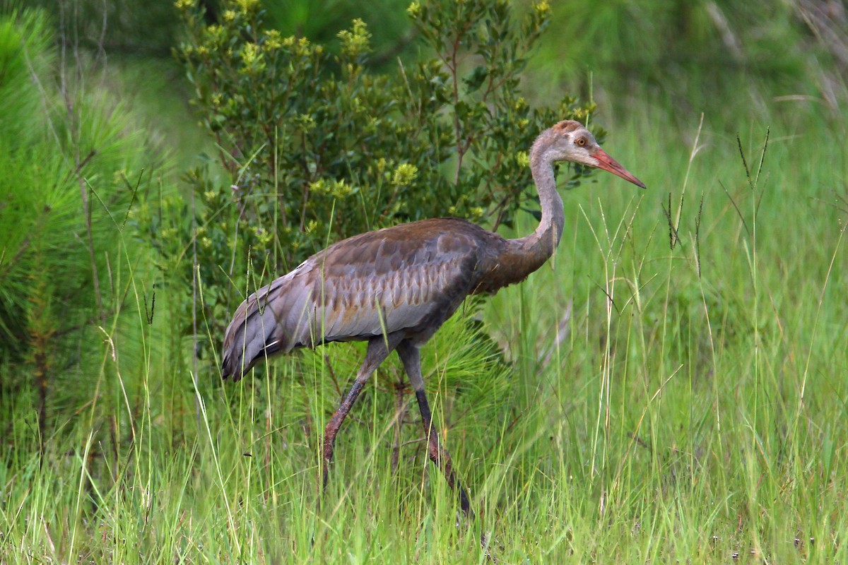 עגור קנדי - ML647459685